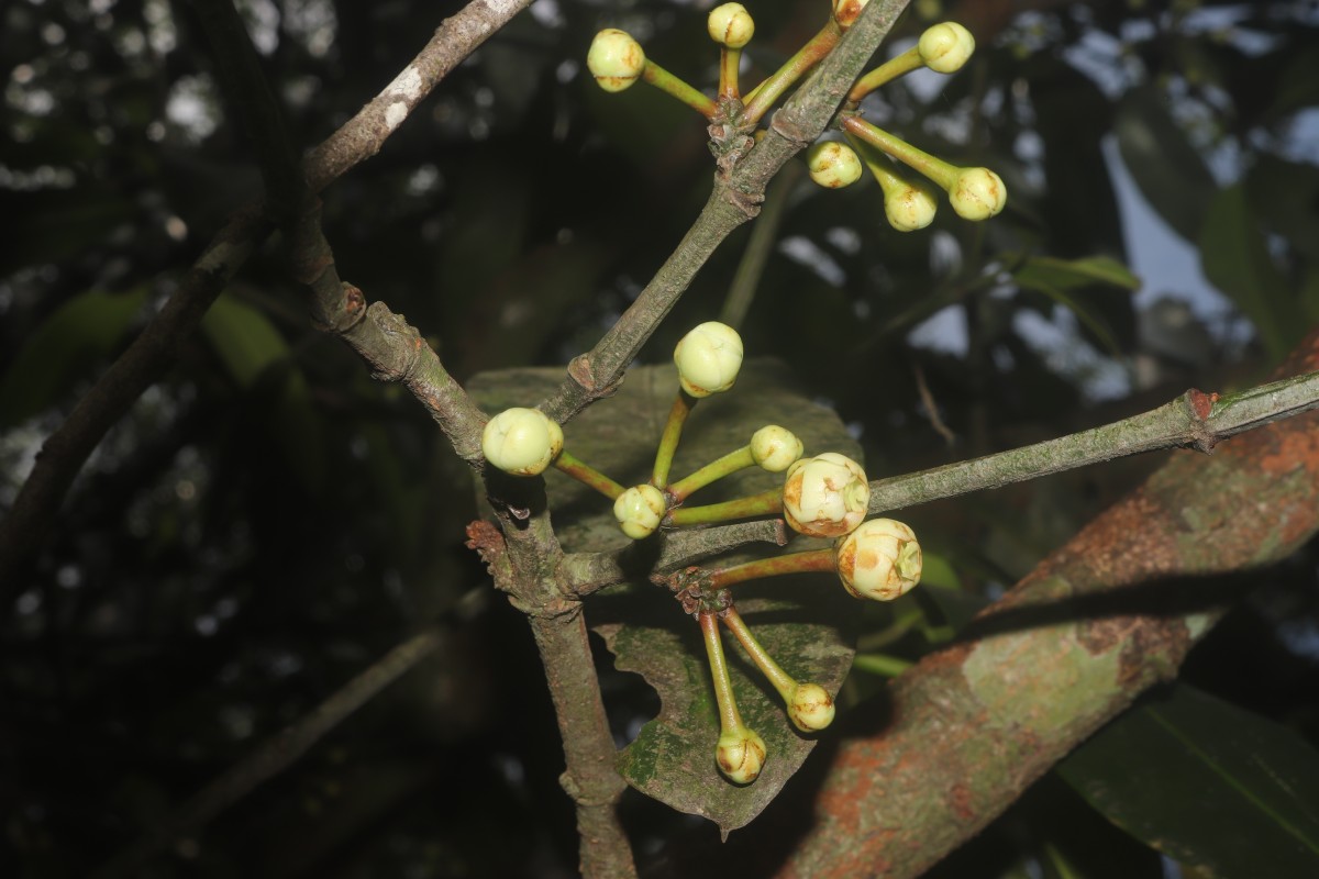 Garcinia xanthochymus Hook.f. ex T.Anderson